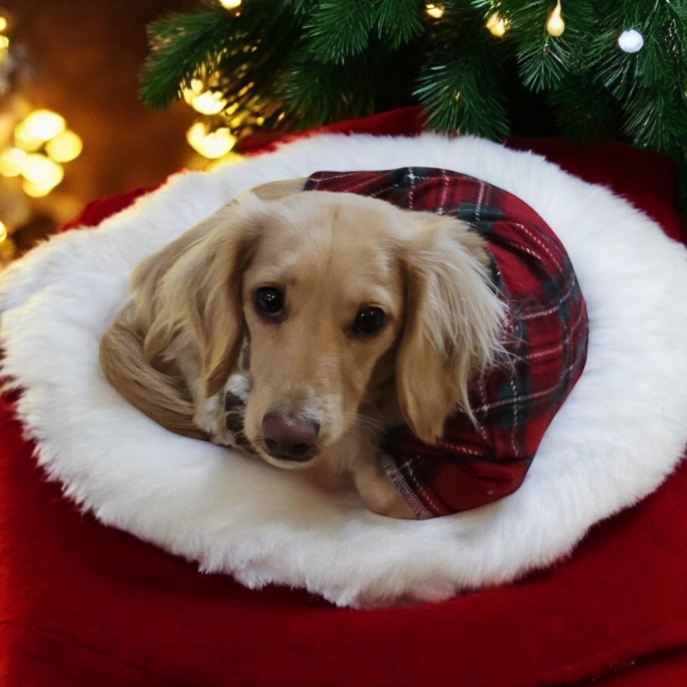 Two Matching Red and Green Plaid Dog Pajama Shirts - Picture 5 of 6